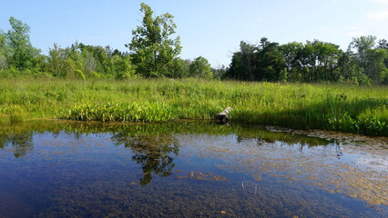 Tranquil Pond with Lily Pads at Schlitz Audubon