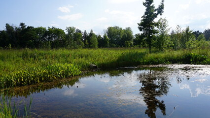 Tranquil Pond with Lily Pads at Schlitz Audubon