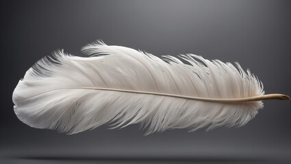 Obraz premium Close-up of a delicate white feather on grey background