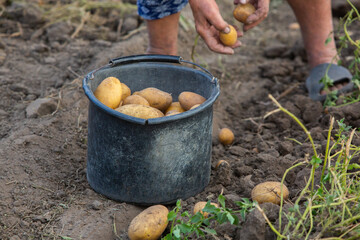 Harvesting potatoes in Peru. Farmer selecting native potatoes from the Peruvian Andes.