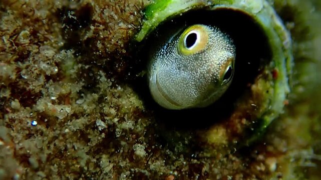 Small fish belonging to the family Blennidae, its scientific name is Lance blenny (Aspidontus dussumieri), the fish inhabits refuges of coral reefs, Red Sea, Sinai, Middle East