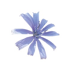 Cichorium intybus blue flower isolated on white background. Common chicory (Cichorium intybus) is a somewhat woody, perennial herbaceous plant of the family Asteraceae.