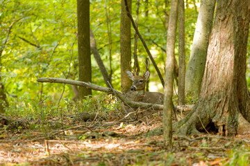 Fototapeta premium The white-tailed deer or Virginia deer (Odocoileus virginianus) Natural scene from Wisconsin state forest.