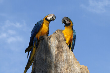 Araras de Caldas Novas - GO em seu habitat natural 