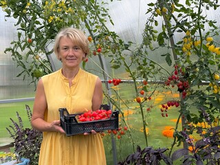 woman harvest tomatos in the garden