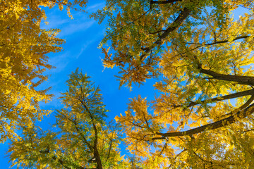 Yellow color foliage in fall forest. Autumn nature scene. Forest tree top. Tree top in autumn. Tree in the fall forest. Beauty of nature. Autumn background landscape. Woodland walks
