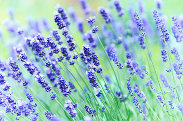 Nature background with spring flowers. Selective and soft focus. Close up.