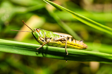 A view of a grasshopper on a blade of grass