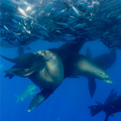 Fototapeta premium Baitball during Mexican sardine run, sardines are been attacked by California sea lions, Zalophus californianus and mahi-mahi, Coryphaena hippurus
