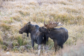 Bull and Cow Moose in the Rut in Autumn in Wyoming