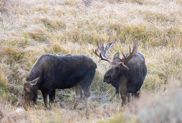Obraz premium Bull and Cow Moose in the Rut in Autumn in Wyoming
