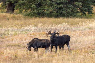 Obraz premium Bull and Cow Moose in the Rut in Autumn in Wyoming