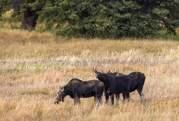 Fototapeta premium Bull and Cow Moose in the Rut in Autumn in Wyoming
