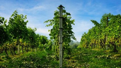 Vineyard