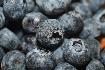 ブルーベリー（Vaccinium sect. Cyanococcus）は、小さく栄養豊富なベリーで、甘い味、鮮やかな色、そして多くの健康効果が高く評価されています。