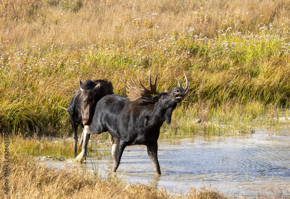 Sticker Bull and Cow Moose in the Rut in Autumn in Wyoming