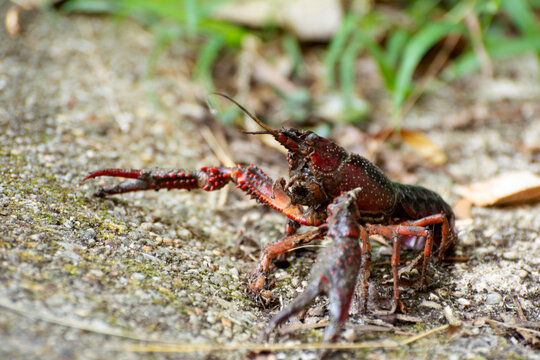 Lagostim Vermelho do Louisiana (Procambarus clarkii)