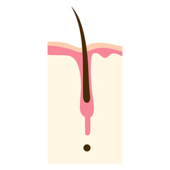 human hair root is falling illustration 