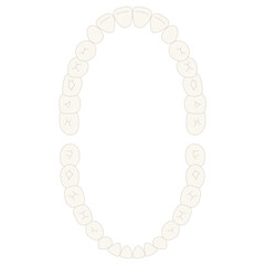 Obraz premium human permanent tooth illustration 