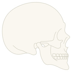 human side skull illustration 