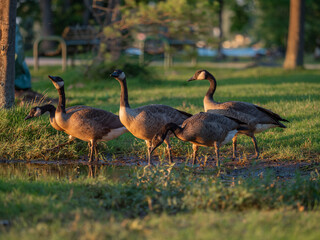 domestic geese and ducks swim on the river near the village