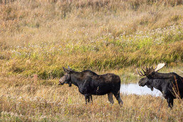 Bull and Cow Moose in the Rut in Autumn in Wyoming