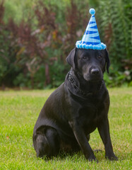 Good Boy beautiful black labrador out in the garden