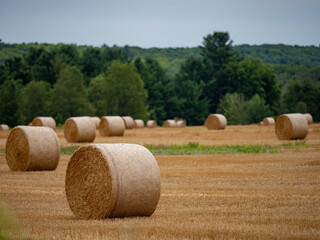 Round haystacks of wheat on the field in Europe. Wrapped round hay bales on the field after harvest.