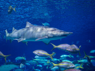 Big Aquarium With Small And Big Fish