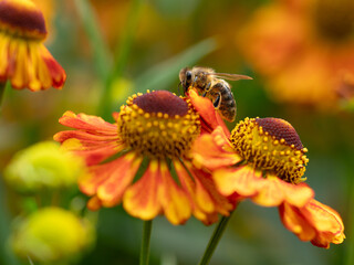 Honigbiene auf Sonnenbraut © gabisteffen