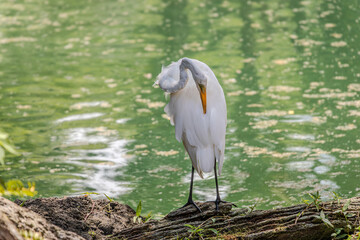 This is a Great Egret (Ardea alba). It's a large, white wading bird with a long yellow beak and black legs. In the photo, it's standing on a log, preening its feathers.