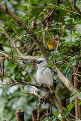 This is a White-headed buffalo weaver (Dinemellia velox). It is a small, white bird with a black head and tail. The bird is perched on a branch in a tree.