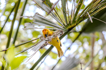 A Golden Palm Weaver builds its nest with delicate fibers. Its bright yellow feathers contrast with the intricate nest and green surroundings, highlighting its role in the natural habitat.