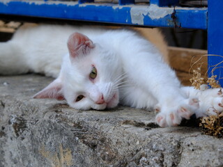 Relaxed white cat with unique eyes lounging on a stone surface, with vibrant contrast of blue elements in the background.