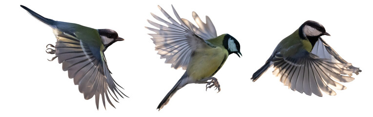 yellow three fast tits isolated in flight