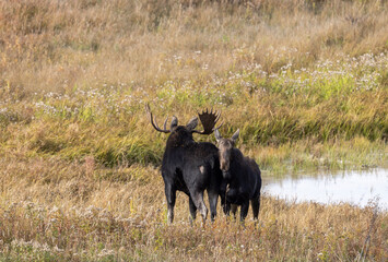 Bull and Cow Moose in the Rut in Autumn in Wyoming