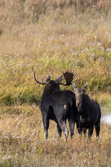 Obraz premium Bull and Cow Moose in the Rut in Autumn in Wyoming