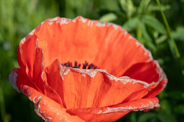 blühender roter Klatschmohn
