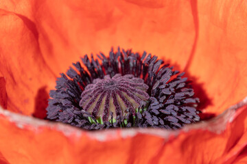 blühender roter Klatschmohn