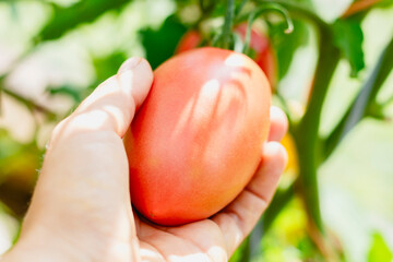 A hand holds a ripe, vibrant tomato, showcasing the freshness of garden produce and natures bounty