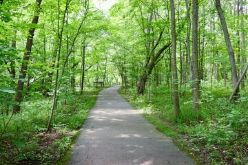 Obraz premium The long empty walkway in the woods at the park.
