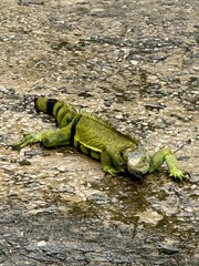 The good life in Puerto Rico 