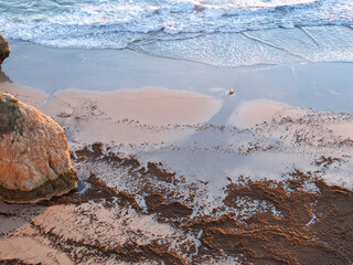 Sand and Seaweed invasion on a Tranquil Beach. Global Warming and Climate Change.






