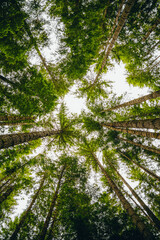 Tall Pine Trees in a Dense Forest