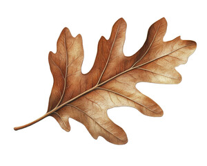 Fototapeta premium Fig leaf isolated on white background.
