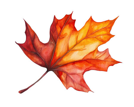 Sycamore autumn leaf isolated. Platanus brown foliage, big sycamore leaves on white background 