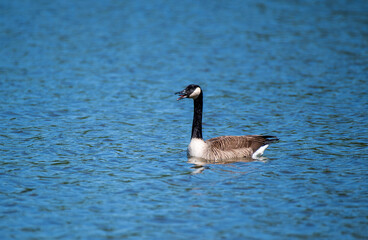 Canada Goose Swimming in Calm Blue Water