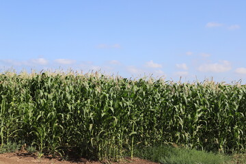 Rural landscape in northern Israel.