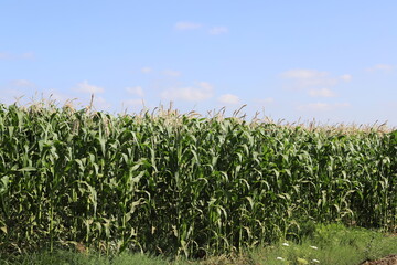 Rural landscape in northern Israel.