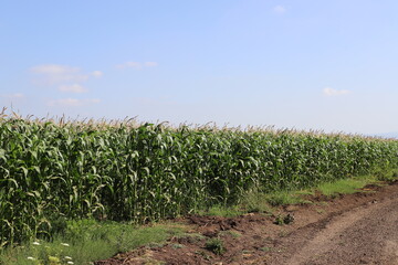 Fototapeta premium Rural landscape in northern Israel.